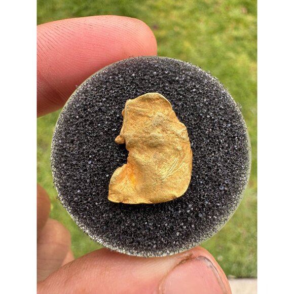 Large Cornflake Gold Nugget - 17mm x 13mm - 1.3 grams Nevada County, California - Picture 5 of 5